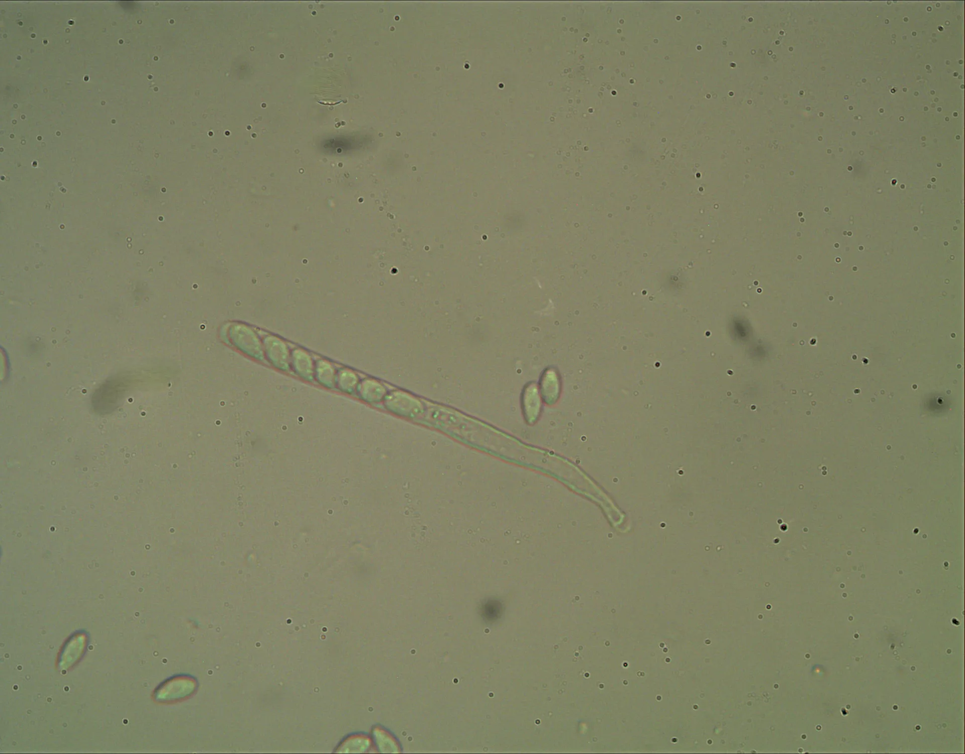 ASCA, 250X
